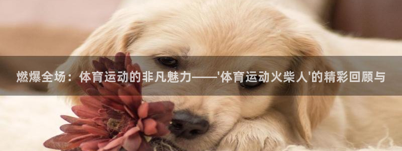 678体育app：燃爆全场：体育运动的非凡魅力——\'体育运动火柴人\'的精彩回顾与